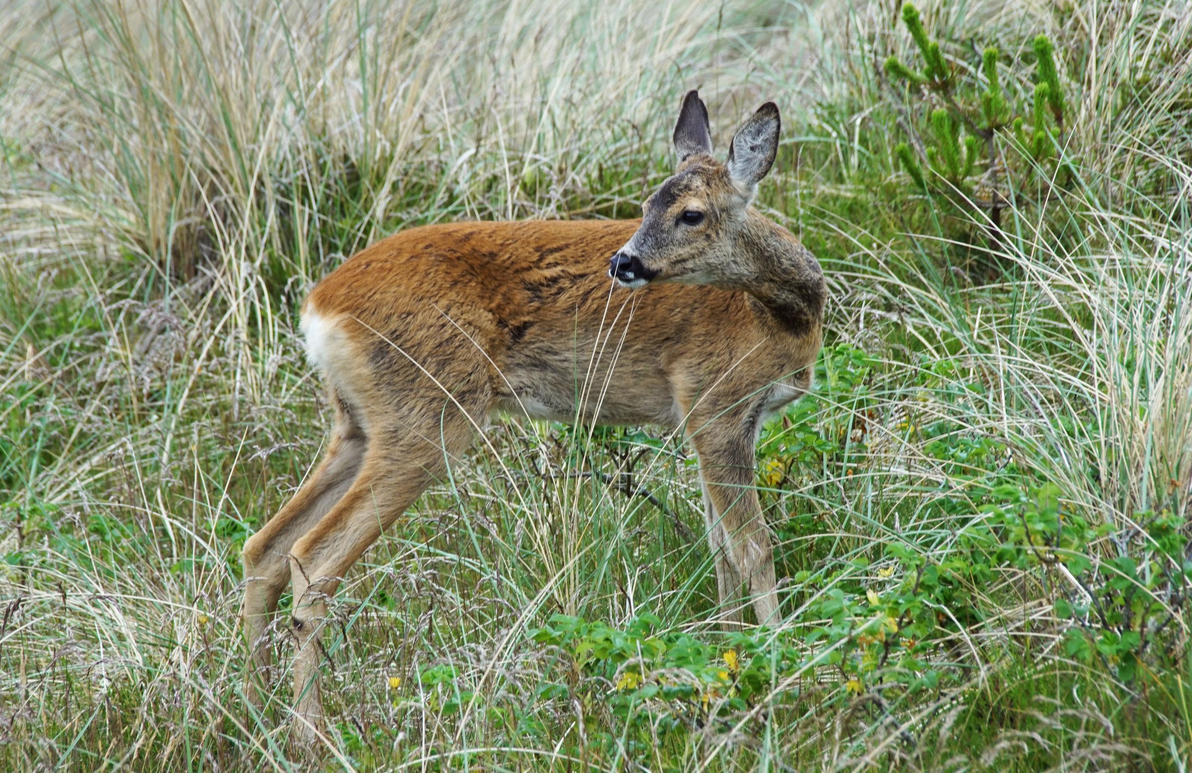 Reh Vejers Strand Garten 11.00 Uhr